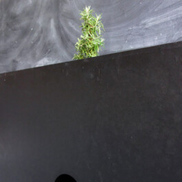 Onzgi-Rose-Marine-COP21-La-Generale-Paris-V 